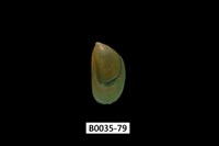 藏品(綠殼菜蛤)的圖片